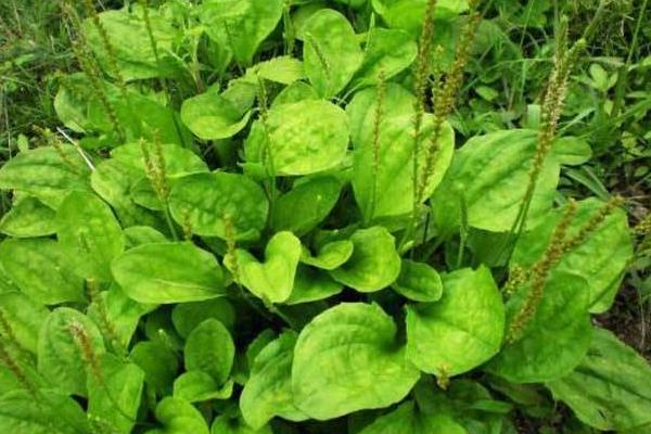 車前草種植經(jīng)濟(jì)效益怎樣 車前草畝產(chǎn)多少斤