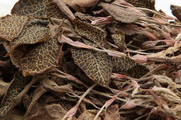 金線蓮野生和種植的區別是什么 金線蓮種子哪里有賣