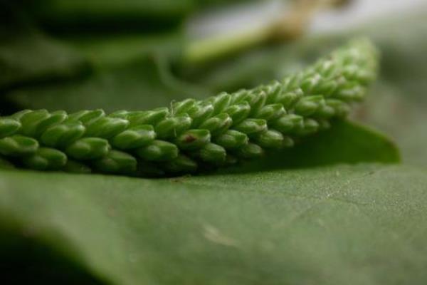 車前草怎么種 車前草種植技術與注意事項