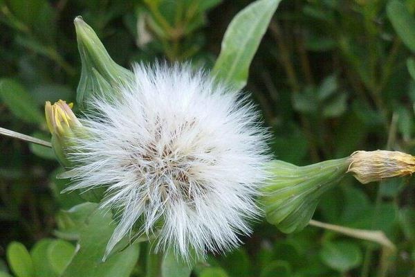 車前草怎么種 車前草種植技術與注意事項