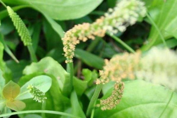 車前草怎么吃最好 車前草治療什么