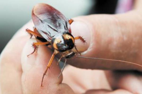 蟑螂怎么消滅最徹底 除蟑螂最有效的方法(小竅門)