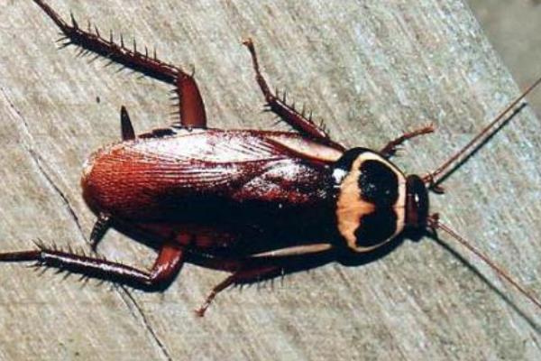 蟑螂怎么消滅最徹底 除蟑螂最有效的方法(小竅門)