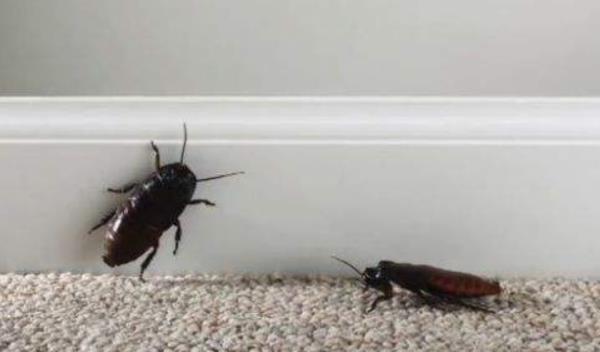 蟑螂怎么消滅最徹底 除蟑螂最有效的方法(小竅門)