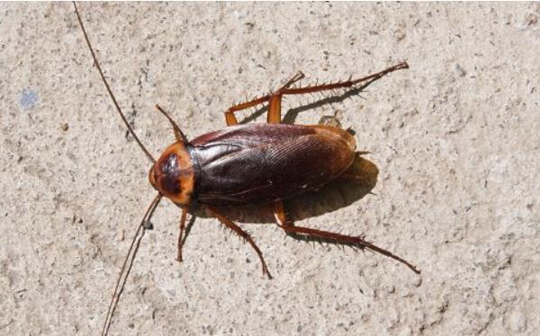 蟑螂怎么消滅最徹底 除蟑螂最有效的方法(小竅門)