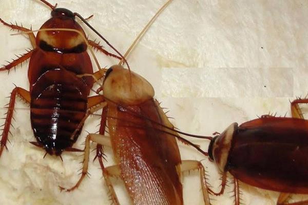 蟑螂怎么消滅最徹底 除蟑螂最有效的方法(小竅門)