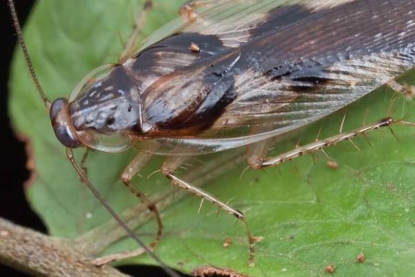 蟑螂怎么消滅最徹底 除蟑螂最有效的方法(小竅門)