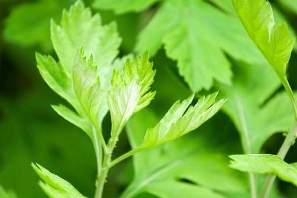 艾草的功效與作用及禁忌 艾草的用途及藥用價(jià)值