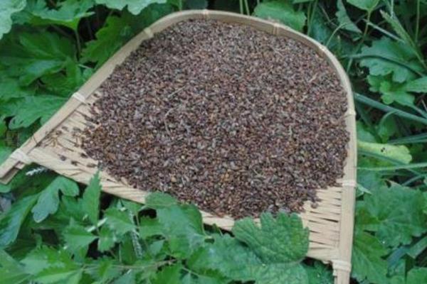 柏樹籽殼怎么做枕頭 裝枕頭用柏樹籽還是殼