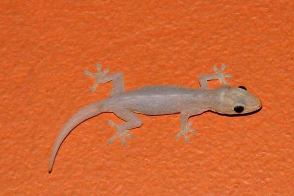 白壁虎是什么 看見白壁虎是什么兆頭