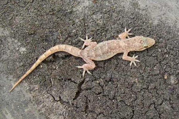 白壁虎是什么 看見白壁虎是什么兆頭