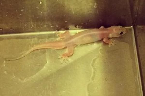 白壁虎是什么 看見白壁虎是什么兆頭