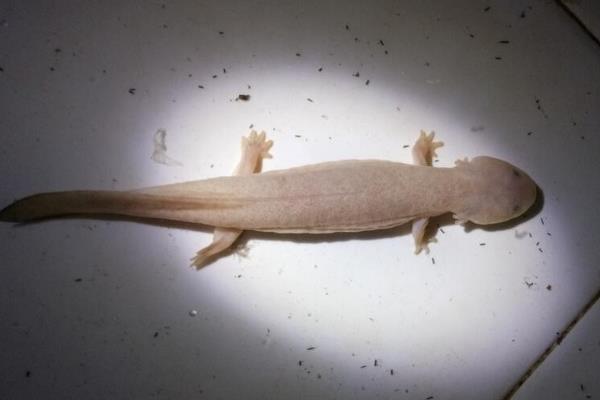 白壁虎是什么 看見白壁虎是什么兆頭