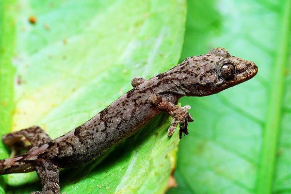 壁虎怎么養(yǎng) 家里壁虎養(yǎng)殖技術(shù)