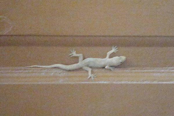 白壁虎有毒嗎 白色的壁虎叫什么