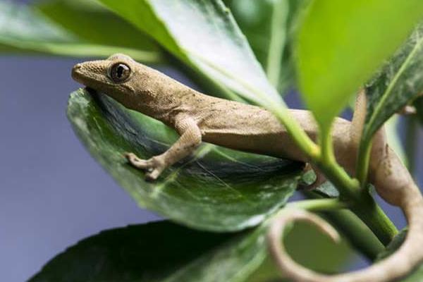 壁虎怎么養(yǎng) 家里壁虎養(yǎng)殖技術(shù)