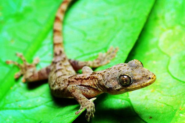 壁虎怎么養(yǎng) 家里壁虎養(yǎng)殖技術(shù)