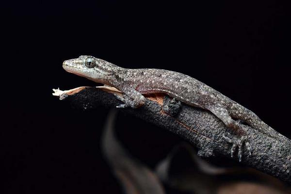 壁虎怎么養(yǎng) 家里壁虎養(yǎng)殖技術(shù)