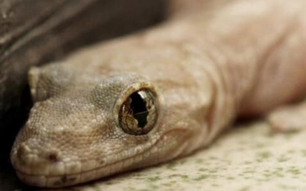 壁虎怎么養(yǎng) 家里壁虎養(yǎng)殖技術(shù)