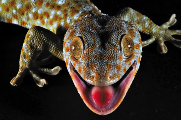 壁虎怎么養(yǎng) 家里壁虎養(yǎng)殖技術(shù)