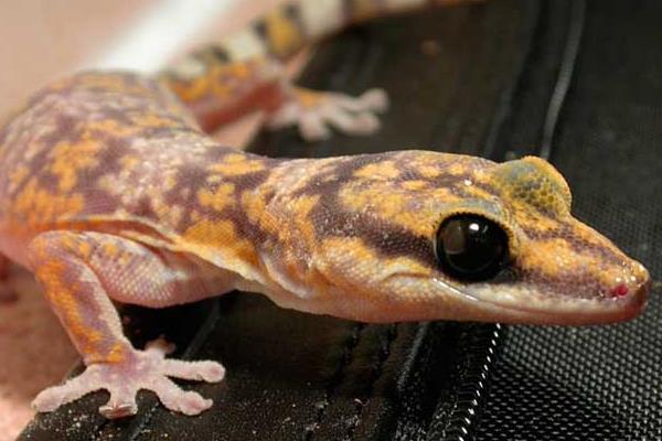 壁虎為什么是五毒之一 五毒是哪五毒