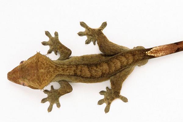 壁虎尾巴斷了會(huì)報(bào)復(fù)嗎 小壁虎的尾巴有什么作用