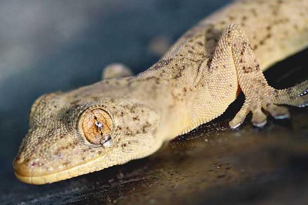 壁虎壽命是多少年 壁虎最大有多大
