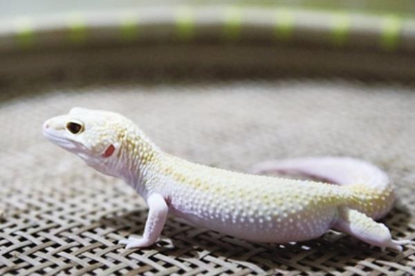 白壁虎是什么 看見白壁虎是什么兆頭