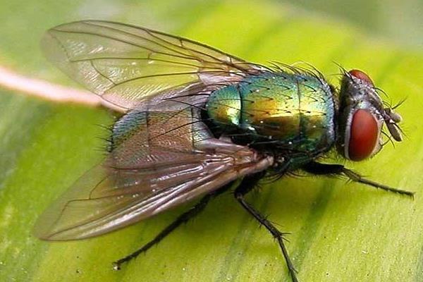 蒼蠅為什么總搓手 為什么蒼蠅反應(yīng)那么快
