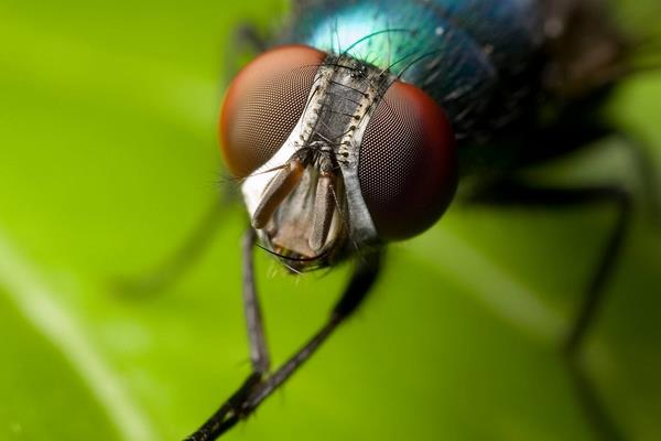 蒼蠅吃什么 蒼蠅喜歡什么味道 蒼蠅是怎么形成的