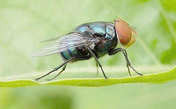 蒼蠅能飛多高 蒼蠅咬人嗎