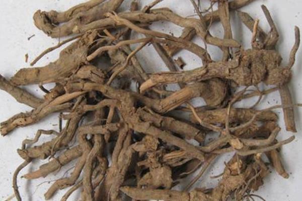 刺梨根的功效與作用及禁忌 刺梨根熬水的功效