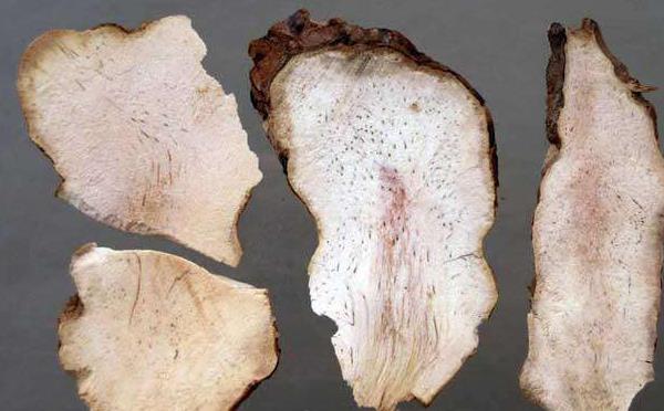 刺梨根的功效與作用及禁忌 刺梨根熬水的功效