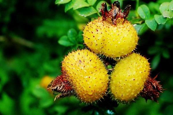 刺梨怎么吃 刺梨可以減肥嗎