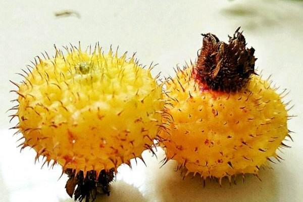 刺梨功效與作用及禁忌 刺梨的營(yíng)養(yǎng)價(jià)值