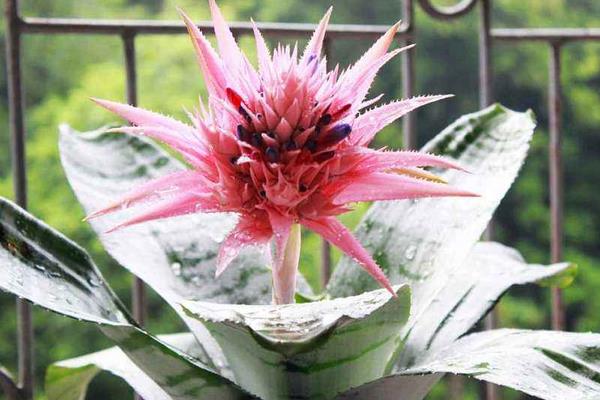 鳳梨花葉子發黃掉葉怎么辦 鳳梨花凋謝了怎么辦