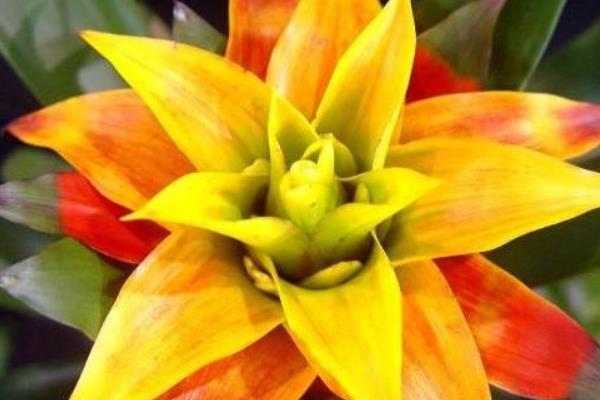 鳳梨花葉子發黃掉葉怎么辦 鳳梨花凋謝了怎么辦