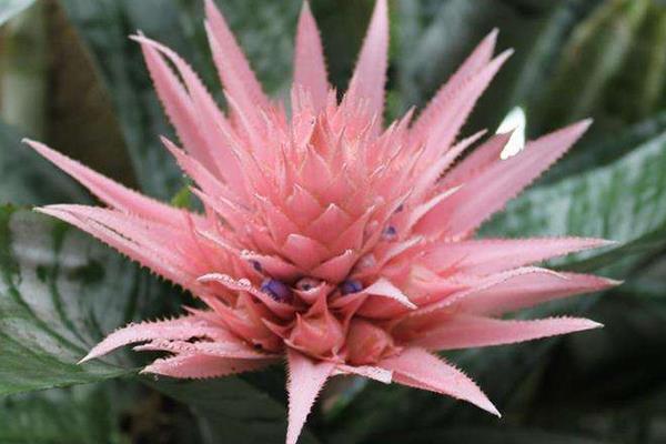 鳳梨花葉子發黃掉葉怎么辦 鳳梨花凋謝了怎么辦