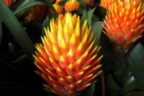 鳳梨花葉子發黃掉葉怎么辦 鳳梨花凋謝了怎么辦