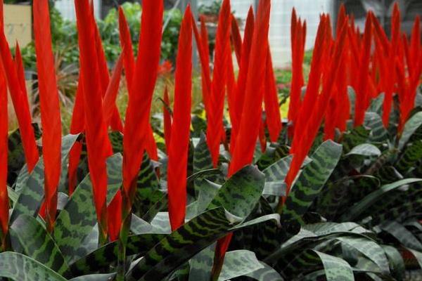 鳳梨花葉子發黃掉葉怎么辦 鳳梨花凋謝了怎么辦