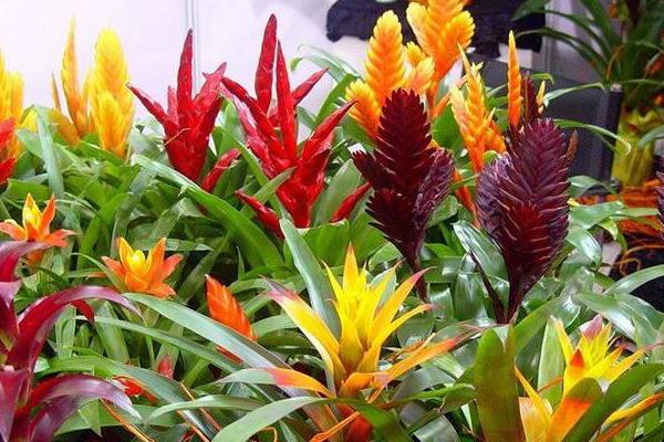 鳳梨花的養殖方法和注意事項 鳳梨花怎么施肥