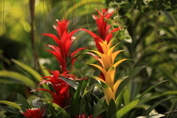 鳳梨花的種類有哪些 鳳梨花花語是什么