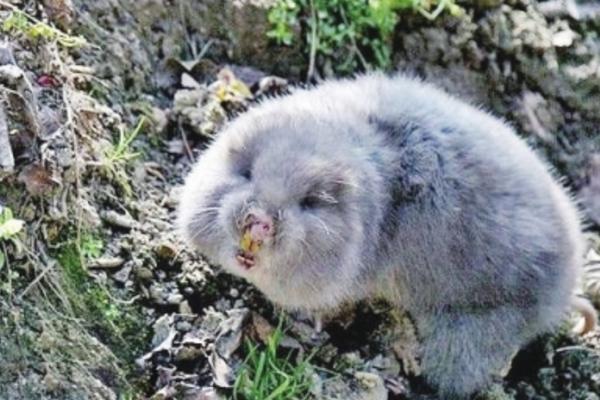 為什么市場上沒竹鼠賣 哪里有竹鼠種苗賣 竹鼠一般的銷路在哪里