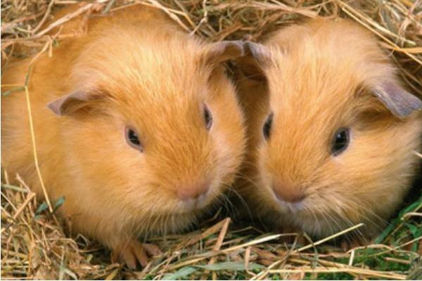 為什么市場上沒竹鼠賣 哪里有竹鼠種苗賣 竹鼠一般的銷路在哪里