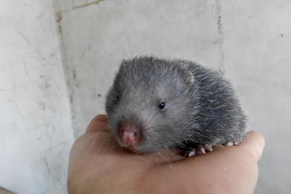 為什么市場上沒竹鼠賣 哪里有竹鼠種苗賣 竹鼠一般的銷路在哪里