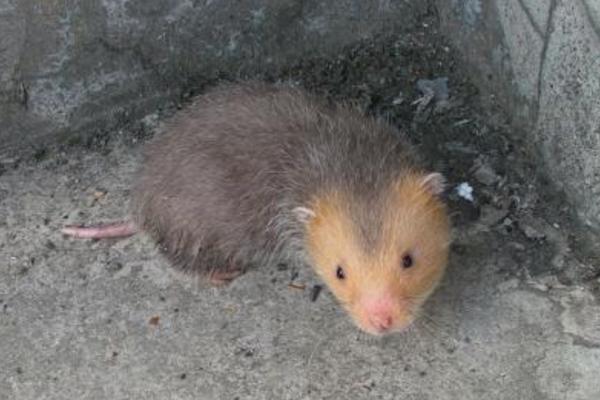 為什么市場上沒竹鼠賣 哪里有竹鼠種苗賣 竹鼠一般的銷路在哪里