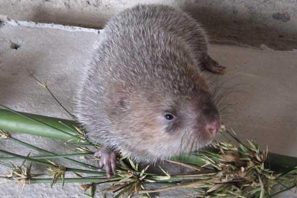 竹鼠怎么殺 竹鼠肉好吃嗎 竹鼠怎么吃