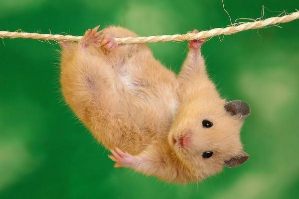 竹鼠是什么 竹鼠吃什么食物