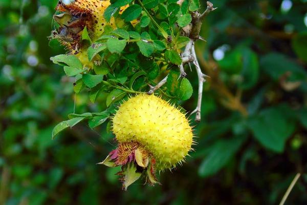 刺梨是金櫻子嗎 金櫻子和刺梨的區別是什么