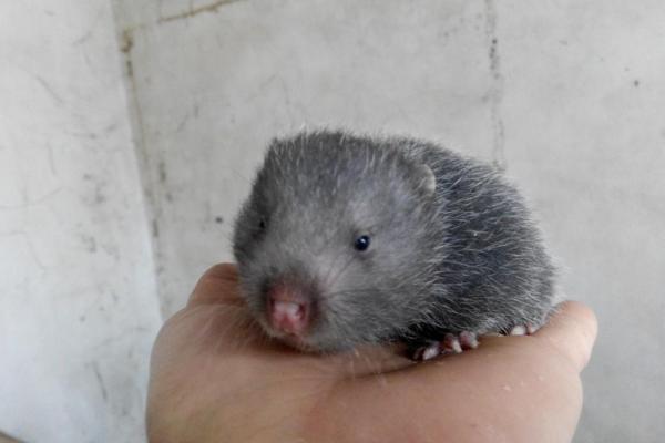 賣竹鼠是什么梗 彈幕上賣竹鼠三元一只十元三只什么意思